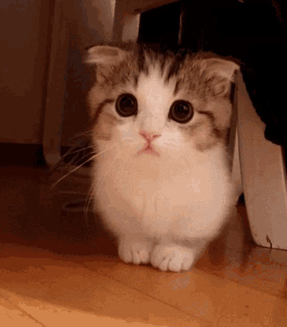 kitty gif
